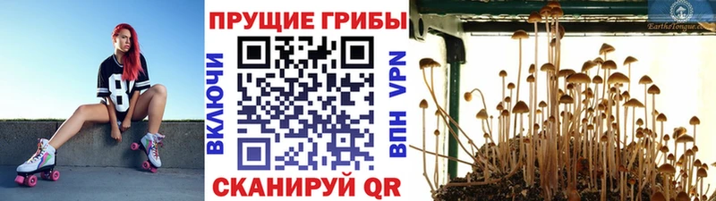 Галлюциногенные грибы мицелий  даркнет сайт  Алушта 
